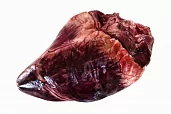 Сердце лося