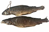 Хариус г/к с/г потр 150/250г