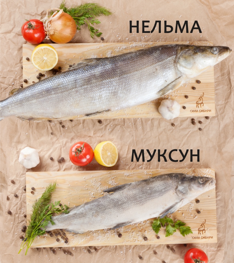Нельма и муксун: отличия